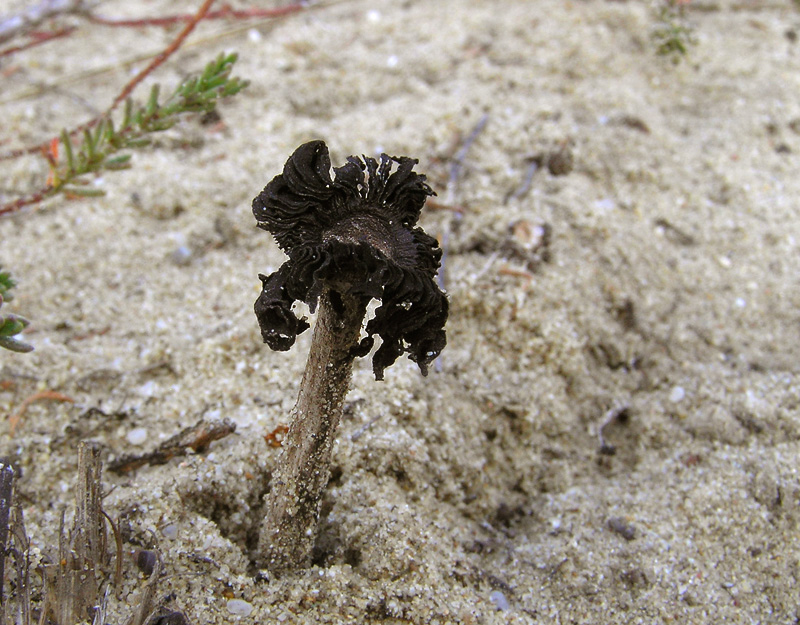 Montagnea arenaria